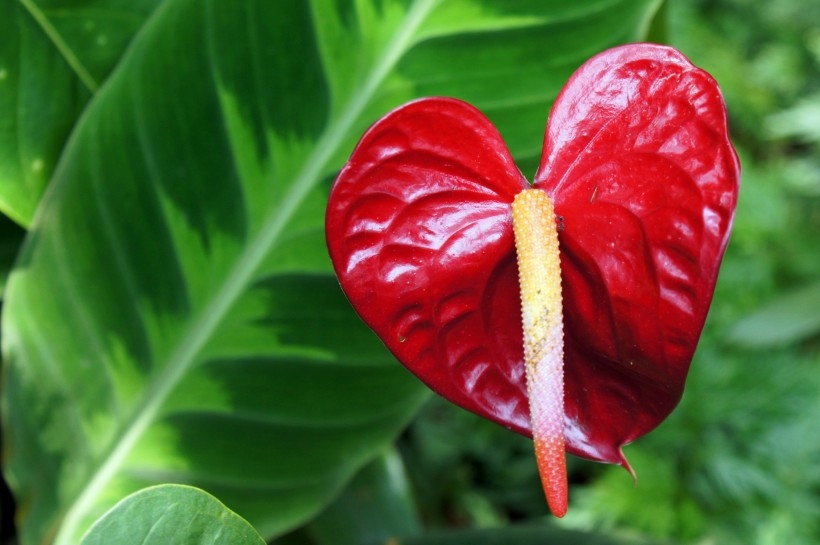 鲜艳的红掌花植物图片