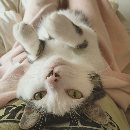 葵少女别人家的猫可爱图片