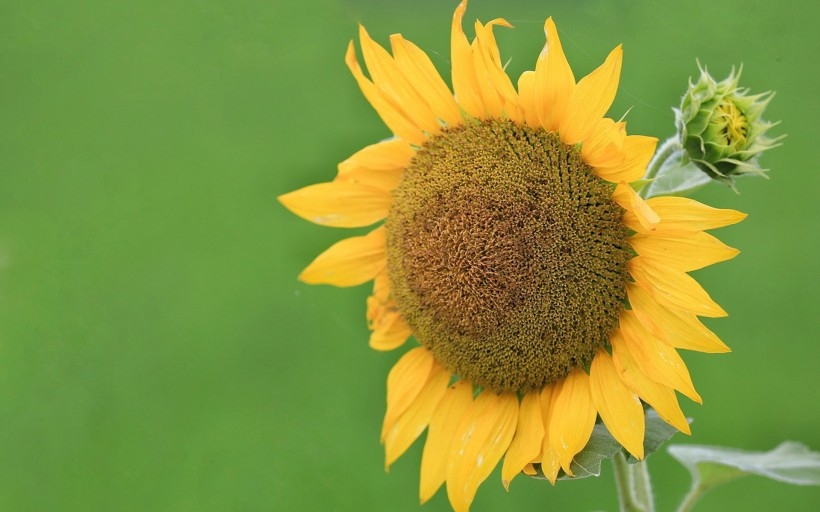 唯美的太阳花植物图片