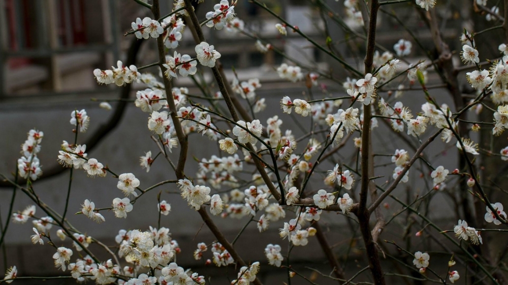 白里透红的梅花电脑壁纸