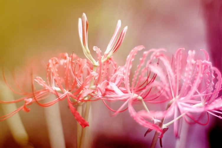 妖艳的曼珠沙华彼岸花花卉植物图片
