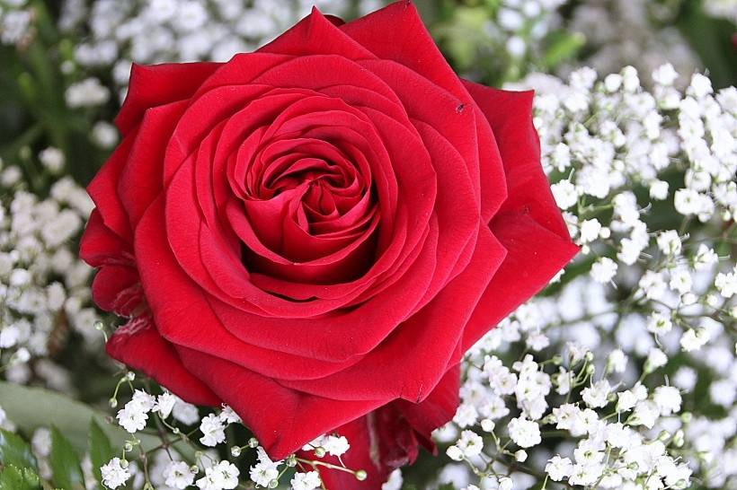 一朵妖艳的红色玫瑰植物图片