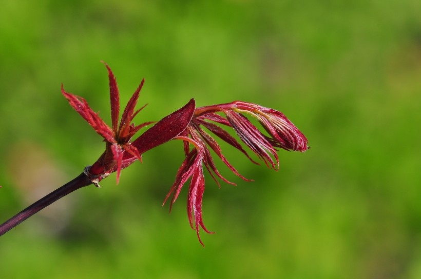 红色枫叶植物图片