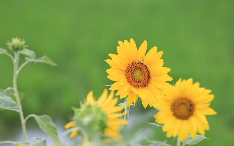 唯美的太阳花植物图片