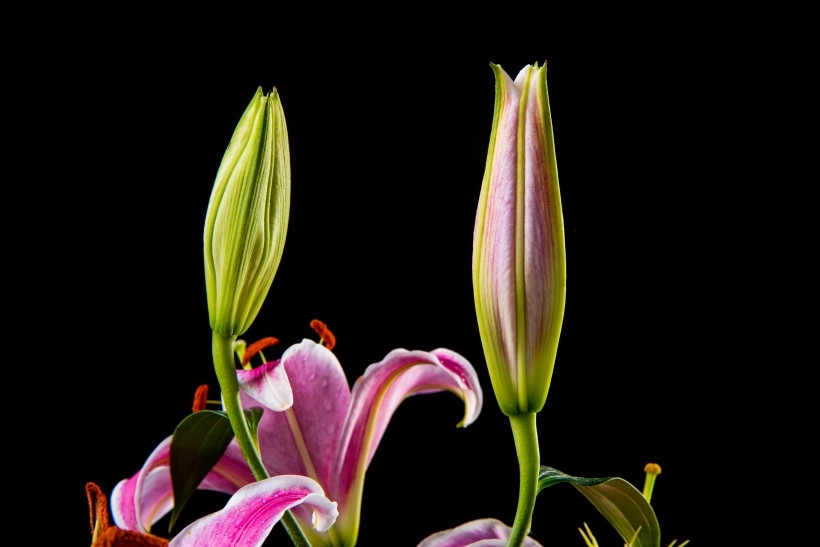 黑色背景下的百合花植物图片