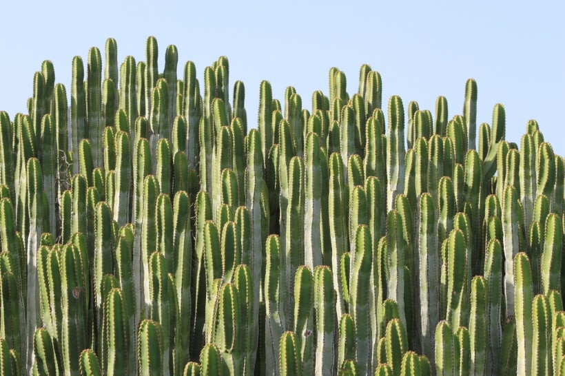 绿色仙人掌多肉植物图片