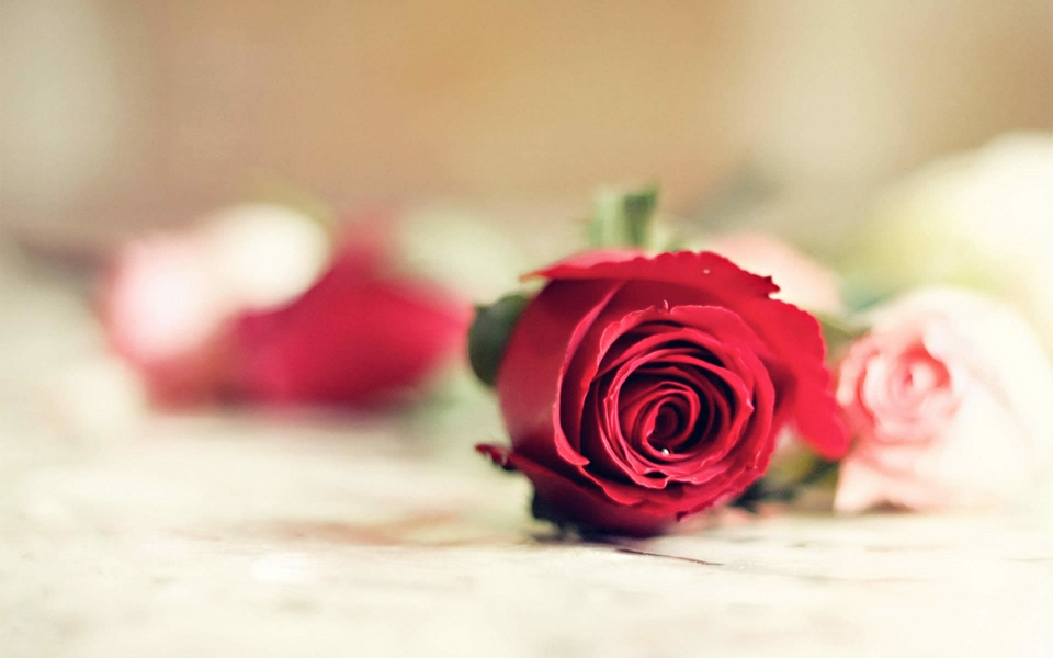 妖艳迷人的玫瑰花植物图片
