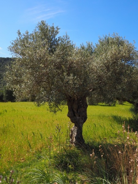 茁壮的橄榄树植物图片