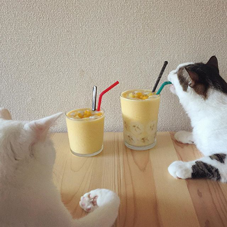 葵少女别人家的猫可爱图片