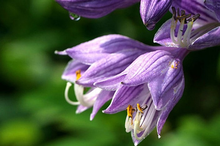 草本植物紫萼开花高清摄影图片