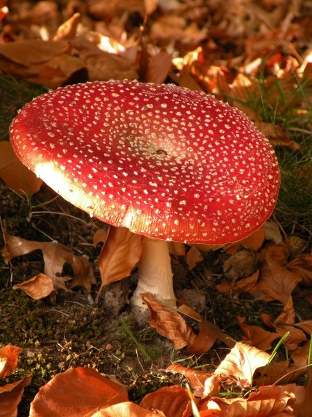 森林里的红色毒蘑菇植物图片