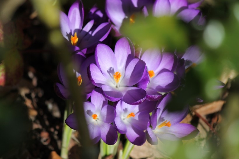 紫色的藏红花植物图片