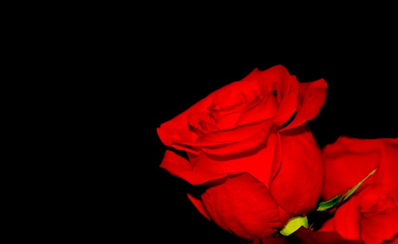 一朵妖艳的红色玫瑰植物图片