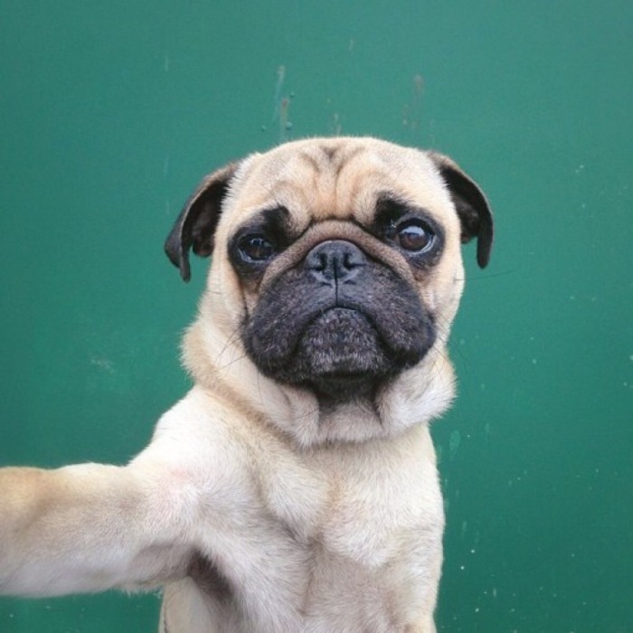 萌犬八哥可爱写真图片