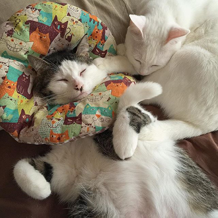 葵少女别人家的猫可爱图片