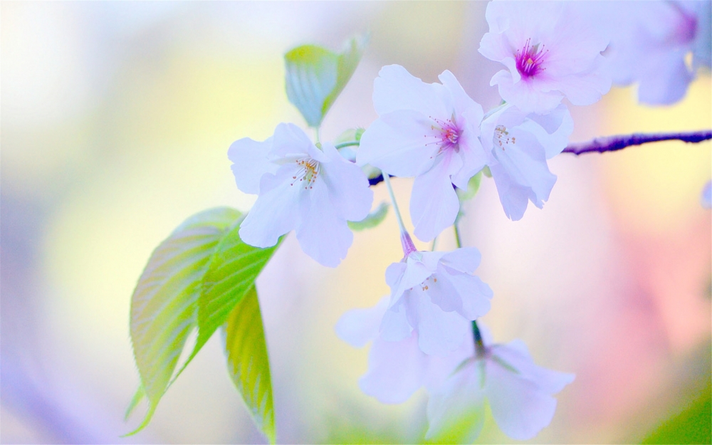 初春唯美植物桃花摄影图片