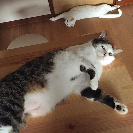 葵少女别人家的猫可爱图片