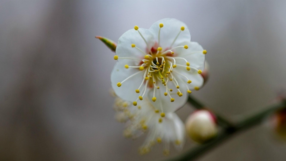 白里透红的梅花电脑壁纸