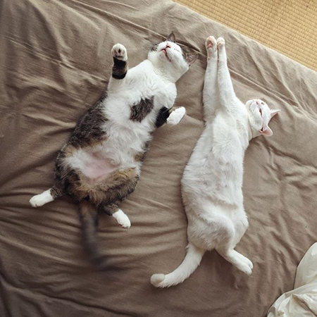 葵少女别人家的猫可爱图片