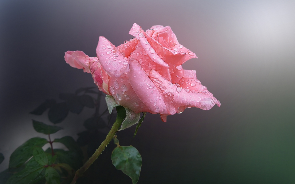妖艳迷人的玫瑰花植物图片