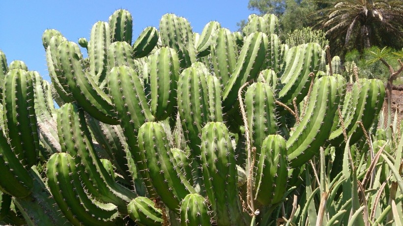 绿色仙人掌多肉植物图片