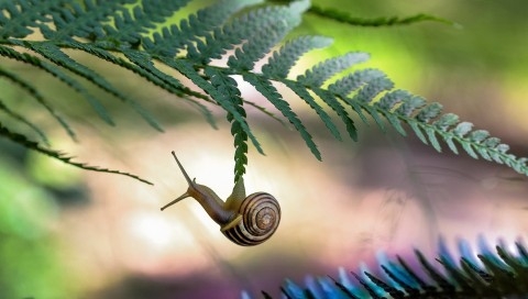 悬挂的蜗牛高清护眼壁纸图片