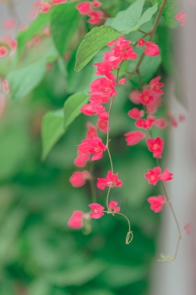 清新雅致的花朵图片