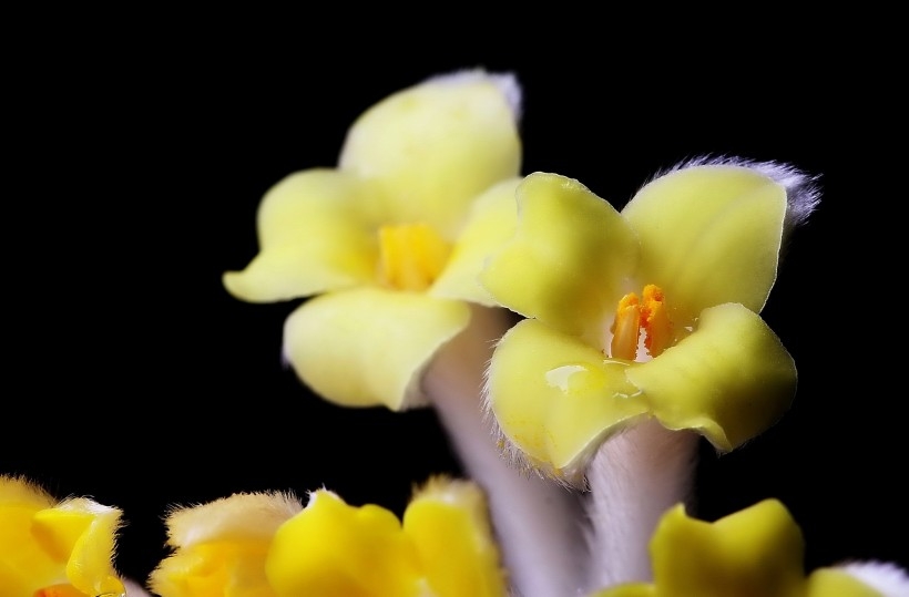 摄影师相机下的植物结香花图片