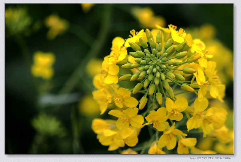 乡村田间黄灿灿的油菜花植物图片