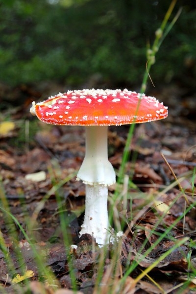 森林里的红色毒蘑菇植物图片