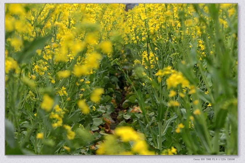 乡村田间黄灿灿的油菜花植物图片