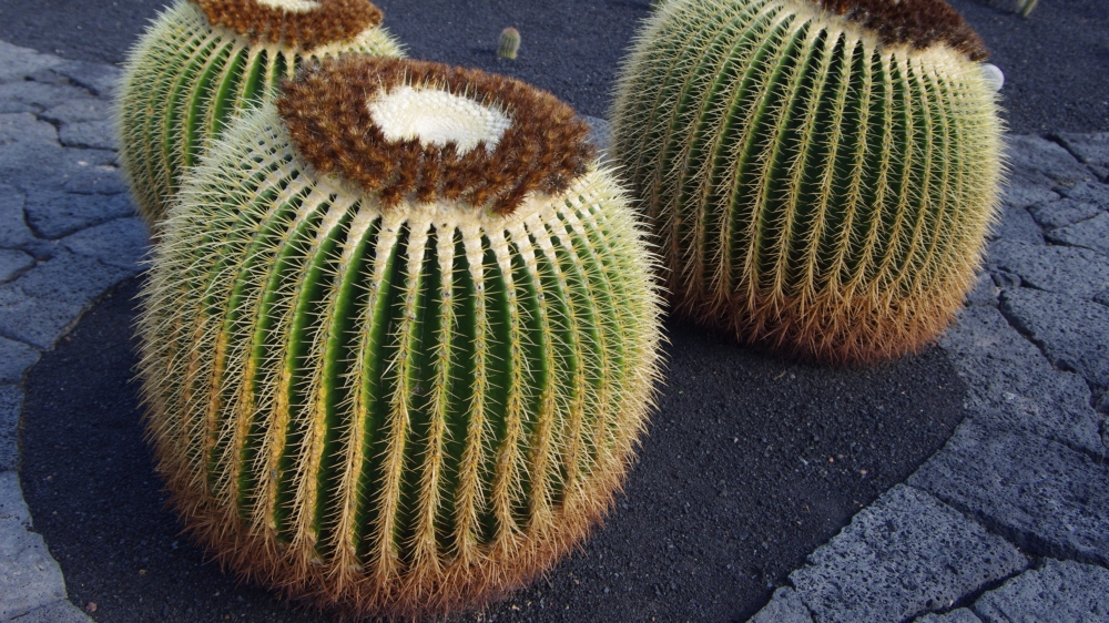 植物仙人球图片