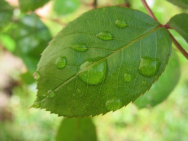 绿色植物上的露珠护眼壁纸图片