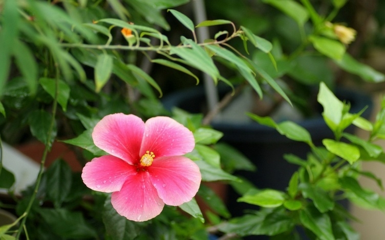 色彩艳丽的木槿花唯美花卉植物图片