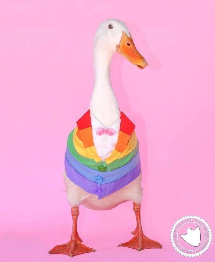 一只很fashion的可爱鸭子图片