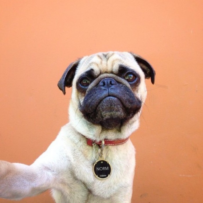 萌犬八哥可爱写真图片