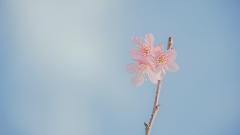 清新雅致的花朵图片