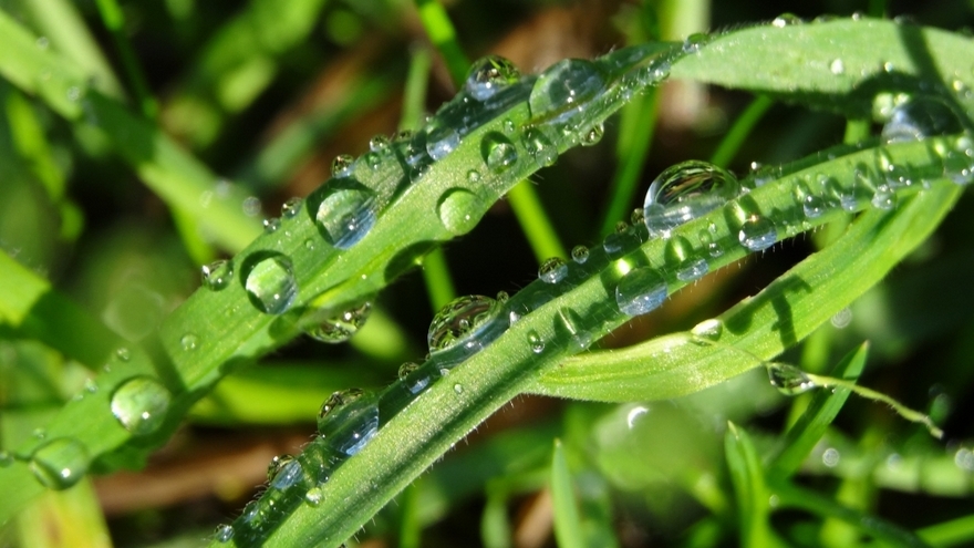 雨后带露珠的青草高清图片