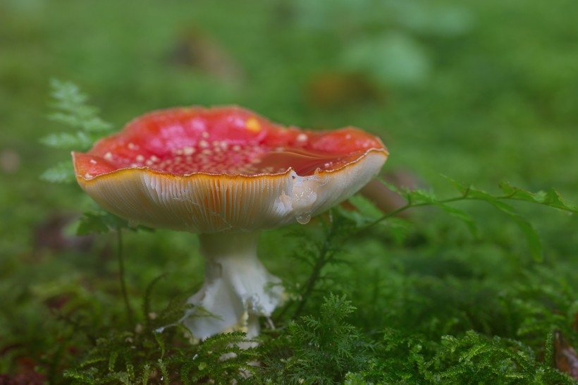 颜色鲜艳的毒蘑菇植物图片大全