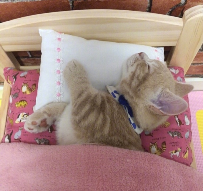 一只赖床的可爱小猫图片