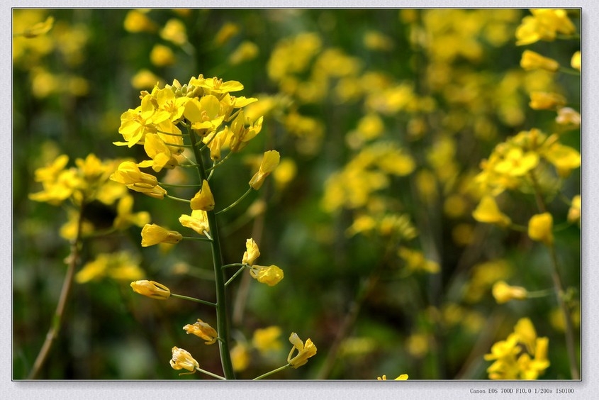 乡村田间黄灿灿的油菜花植物图片