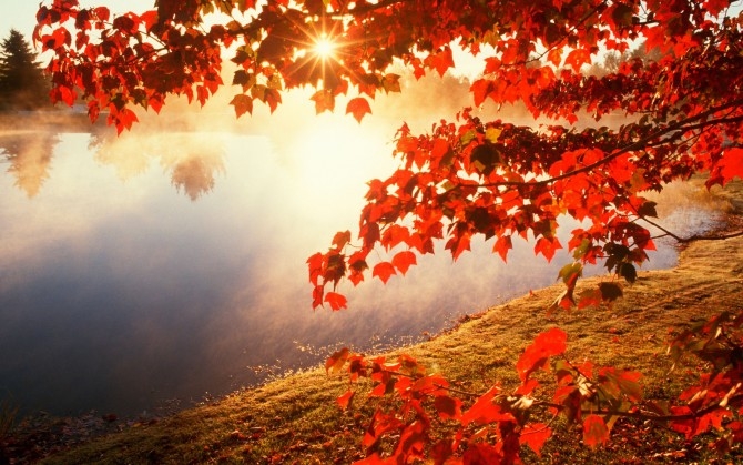 秋天火红的枫叶风景图片
