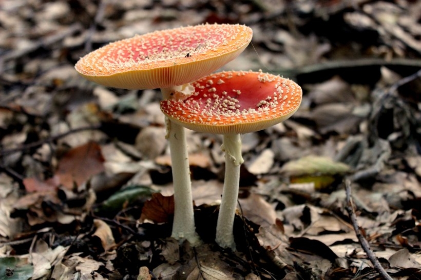颜色鲜艳的毒蘑菇植物图片大全