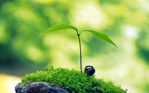 唯美的鲜花小清新图片
