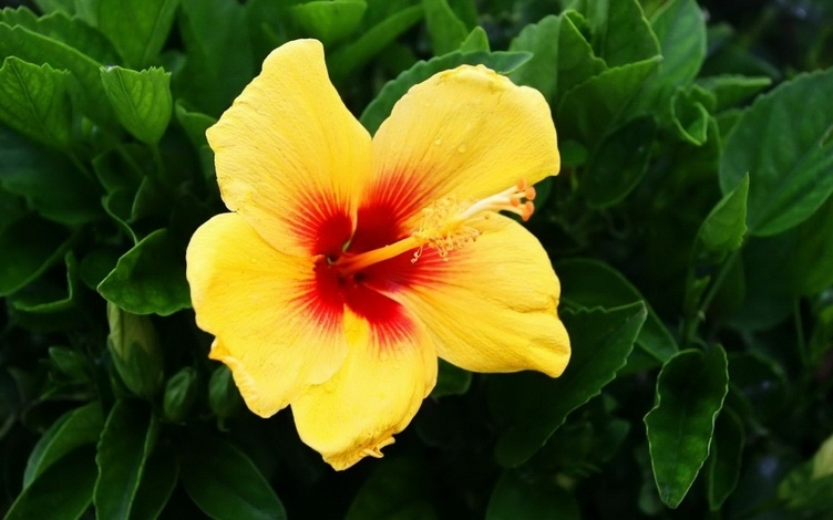 色彩艳丽的木槿花唯美花卉植物图片