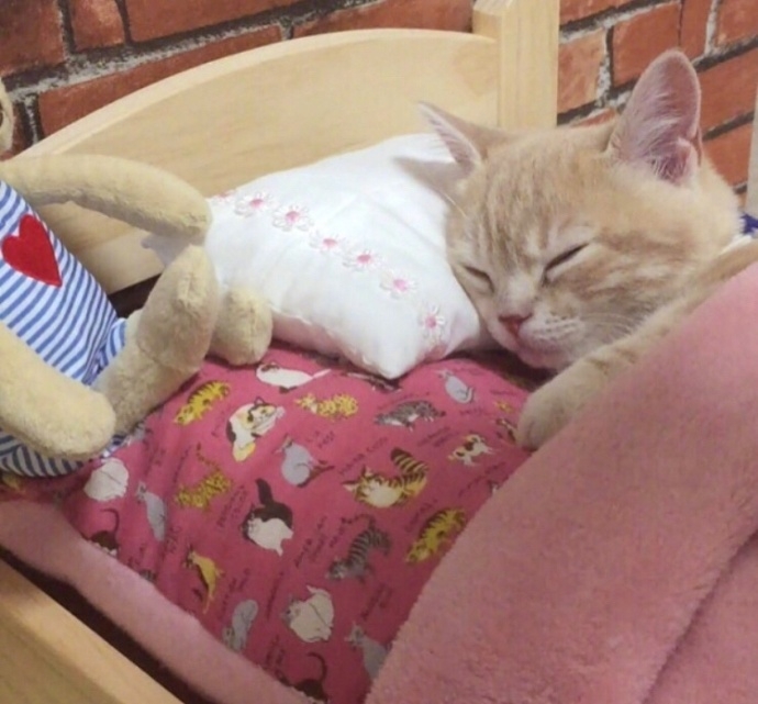 一只赖床的可爱小猫图片