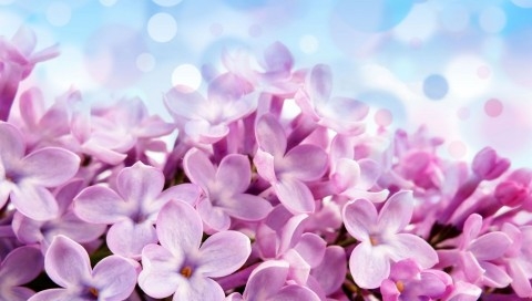 淡雅的紫丁香护眼植物图片壁纸
