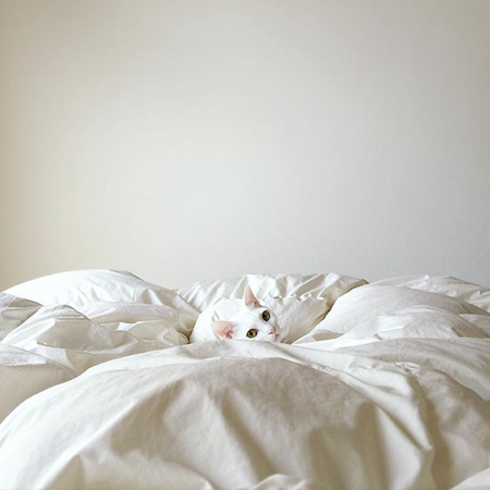 葵少女别人家的猫可爱图片