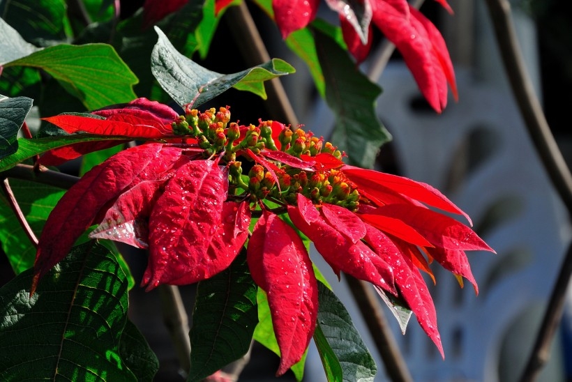 艳丽的一品红植物图片