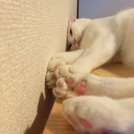 葵少女别人家的猫可爱图片
